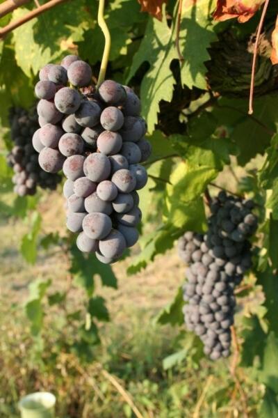 فيلا مونكالفوفي La Quercia Rossa المظهر الخارجي الصورة